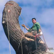 Pineda's Tree Service