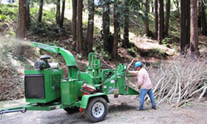Pineda's Tree Service